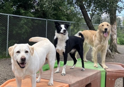 Creating a Relaxing Environment: Natural Additions Pet Resorts Use for Stress Relief